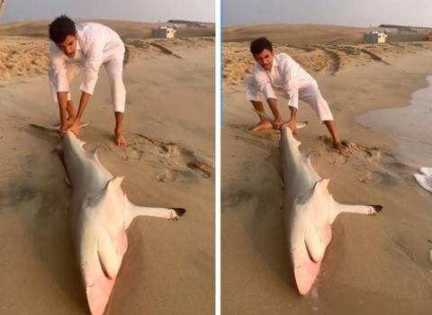 بالفيديو: سمكة قرش ضخمة تستفز سعودي على أحد