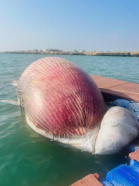 صيادون في جزيرة فرسان السعودية يحصلون على حوت