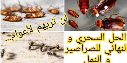 مافيش حشرات في المنزل بعد اليوم.. خبير سعودي