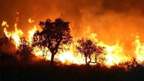 شاهد: حرائق غابات ضخمة في الجزائر اليوم بعد