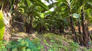 شاهد 25 مزرعة لإنتاج اجود انواع الموز.. تزين