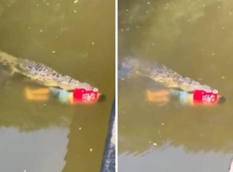 شاهد: تمساح عملاق يلتهم لاعب كرة قدم ويخفيه بين