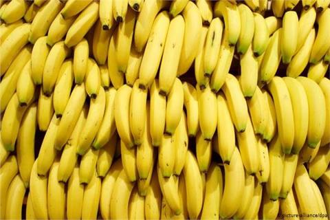 «سم قاتل في فاكهة الموز»… عالم يكشف عن مفاجأة